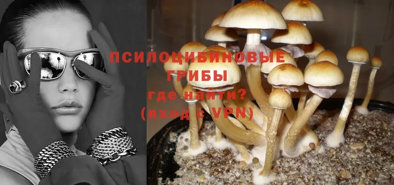 blacksprut ТОР  Краснозаводск  Псилоцибиновые грибы Psilocybine cubensis  продажа наркотиков 